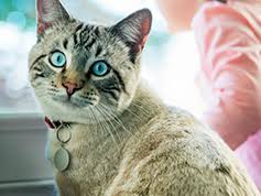 I'm like no, get down don't eat that! and kitty runs away like they normally do when they know they're not supposed to do something. 5 Dangerous Foods You Should Avoid Giving Your Cat Hill S Pet