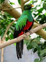 Birds That Start With Q 933c1416327cdb3524099fb9dcbbea64 Jpg 375 500 Pixels Beautiful Birds Birds Pretty Birds