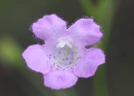 Image result for Dissotis gilgiana