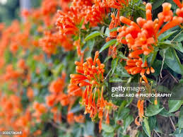 Image result for Pyrostegia