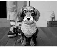 Your all natural pet food store. Natural Pet Specialty Shop Home Facebook