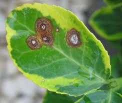 Maybe you would like to learn more about one of these? Euonymus Anthracnose Pacific Northwest Pest Management Handbooks