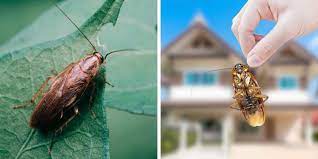Maybe you would like to learn more about one of these? Cafard De Jardin Ou Blatte De Jardin Comment S En Debarrasser