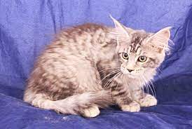 Pin On Maine Coon Cats