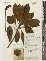 Image result for Paracroton pendulus