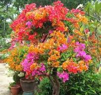 100 Grains Mixed Color Bougainvillea Bonsai Flower Plant