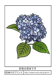 アジサイ彩色見本夏の花無料塗り絵イラストぬりえプリント A