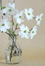 We did not find results for: 71ca242859dc7971328d08ec486e04af Dogwood Flowers Flower Arrangements White Flowers