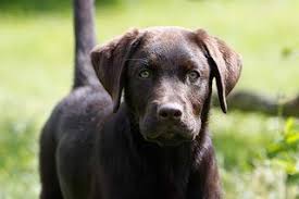Bilder hunderassen welpen hunderassen welpen bilder herunterladen hunderassen welpen bilder schreib weiter bilder. Familienhunde Diese Rassen Sind Geeignet Die Tierexperten