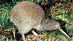 New zealand visa application centre 66 wilson street london ec2a 2bt united kingdom. Artenschutz In Neuseeland Reise In Eine Ursprungliche Tierwelt Archiv