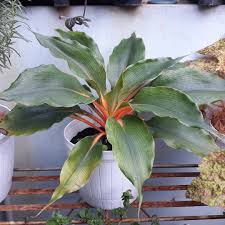 Image result for Chlorophytum Amaniense
