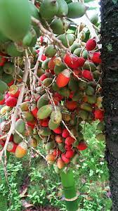 Paduan semua bahan ini dalam sebuah racikan akan menciptakan rasa yang unik di dalam mulut. File Buah Pinang Hias 5 Jpg Wikimedia Commons