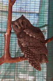 Gkiwnhs Ypo Peri8alpsh Alkyonh Aegean Wildlife Hospital Facebook