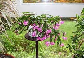 Some christmas cactus plants bloom on their own, but others need a little encouragement. Growing Christmas Cactus Outdoors Can Christmas Cactus Be Outside Christmas Cactus Hanging Plants Plants