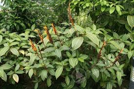 Image result for Sanchezia parvibracteata