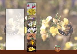 Image result for Aptosimum albomarginatum