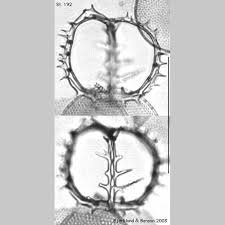 Image result for Distephanus