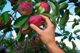 Can Organic Food Prevent A Public Health Crisis Civil Eats