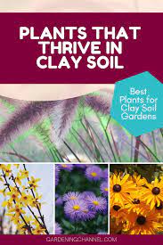 Clays develop plasticity when wet, due to a molecular film of water surrounding the clay particles, but become hard. Top Plants That Grow In Clay Soil Gardening Channel Clay Soil Plants Planting In Clay Clay Soil