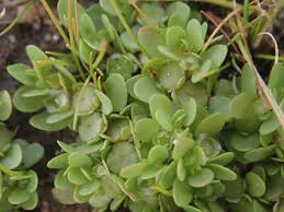 Image result for Elatinaceae