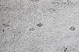 Check spelling or type a new query. Identifying Animal Tracks In Snow 5 Common Backyard Species Naturetracking