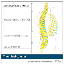 Image result for Lumbar vertebrae
