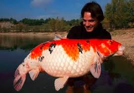 Hai semuanya, manusia berpikir bahwa mereka adalah makhluk paling signifikan dan penting di planet bumi. Oh Waw Ini Dia Ikan Koi Terbesar Di Dunia Superperikanan