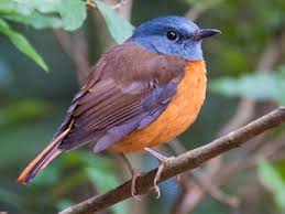 Image result for Erythrococca atrovirens