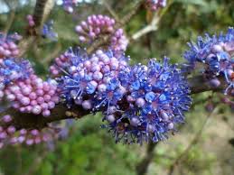 Image result for Memecylon