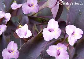 We did not find results for: Purple Heart Purple Queen Wandering Jew Inch Plant Tradescantia Pallida