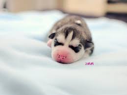 Newborn Husky Puppy Cute Wild Animals Super Cute Animals Cute Husky Puppies
