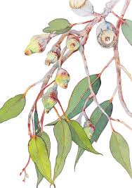 Eucalyptus Print A5 10x8 A4 14x11 A3 Australian Native Etsy Watercolor Wall Art Botanical Watercolor Australian Flowers