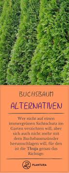 Buchsbaumersatz 6 Alternativen Zum Buchsbaum Plantura Buche Baum Buchsbaum Pflanzen