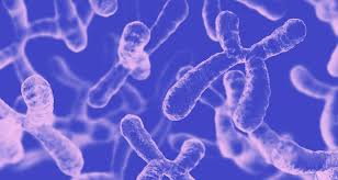 Image result for Chorionic Villus Sampling