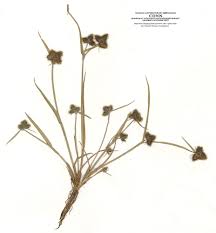 Image result for Fuirena pubescens