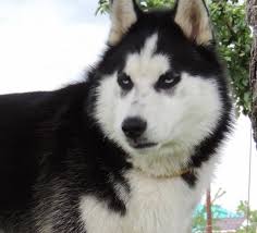 Oct 20, 2020 · el husky siberiano no solo es una de las mascotas más populares por su aspecto físico, sino que es su carácter el que hace especial a esta raza de perro. Todo Sobre El Husky Siberiano Perro Shop
