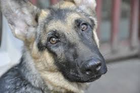 A note on black german shepherds: Sable German Shepherd Puppies For Sale 2018 Litters Hayes Haus