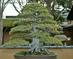 Pin By Jens On Bonsai Insp2020 In 2020 Bonsai Art Bonsai Garden Bonsai
