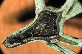 Image result for Cordia alliodora