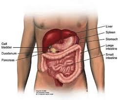 Image result for pancreas location