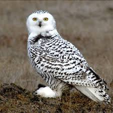 Snowy Owls When it last went viral in 2019, others shared images of owls doing the same, including this great shot of an owl waking up like this and seeing the photographer. snowy owls