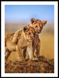 Brothers For Life By Jeffrey C Sink Art Print Refined Poster 1x Com Animals Baby Lion Cute Animals