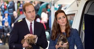 Zo'n filmpje waarin ik alles in één. William En Catherine Verwelkomen Nieuwe Pup In De Familie Show Ad Nl