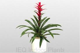 Maybe you would like to learn more about one of these? Best Indoor Plants Brisbane Zanzibar Gem Low Light Plants