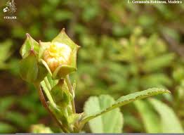 Image result for Sida serratifolia