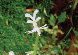 A Very Rare Narilatha Flower At Somadasa Abeywickrema S House At Baddegama Rare Flowers Rare Plants Pinterest Garden