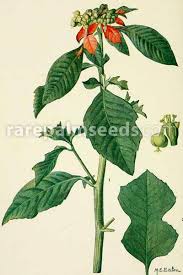 Image result for Euphorbia heterophylla