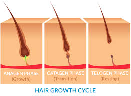 How Hair Growth Really Works