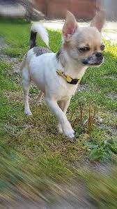 Chihuahua Max Chihuahua Puppies Chihuahua Funny Cute Chihuahua