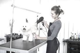 Your local dog groomer is as close as your neighborhood petsmart! How To Start A Mobile Dog Grooming Salon